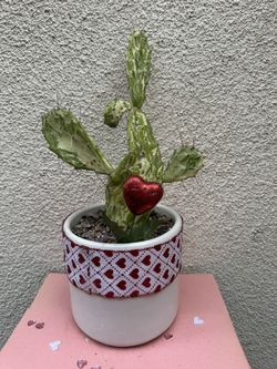 Variegated Cactus Valentines Gift 