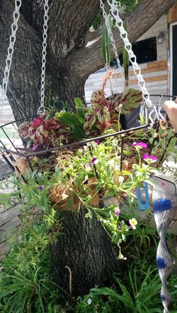 Hanging basket