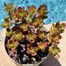 Jade plant