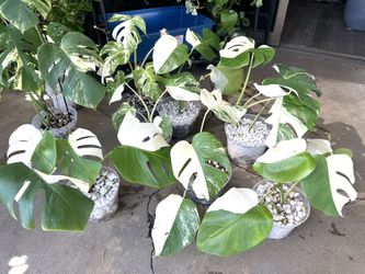 Albo Monstera Half Moon, White Tiger Variegated Monstera With Half Moon 