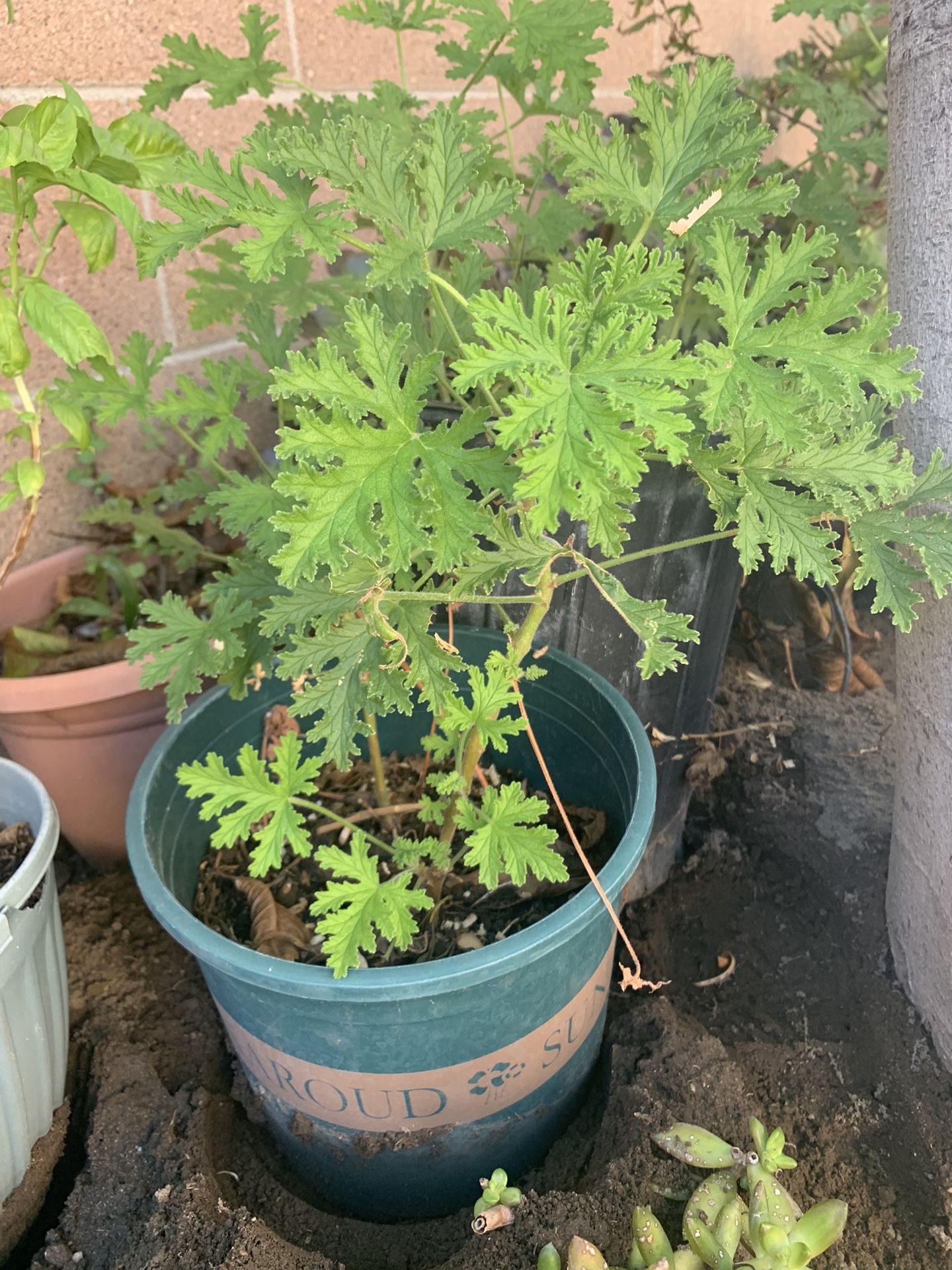 Citronella Plant 🪴