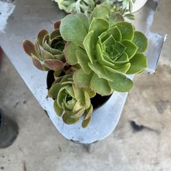 Succulent Plant