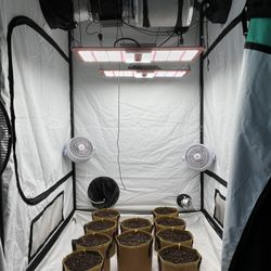4x4 Grow Tent Complete Setup