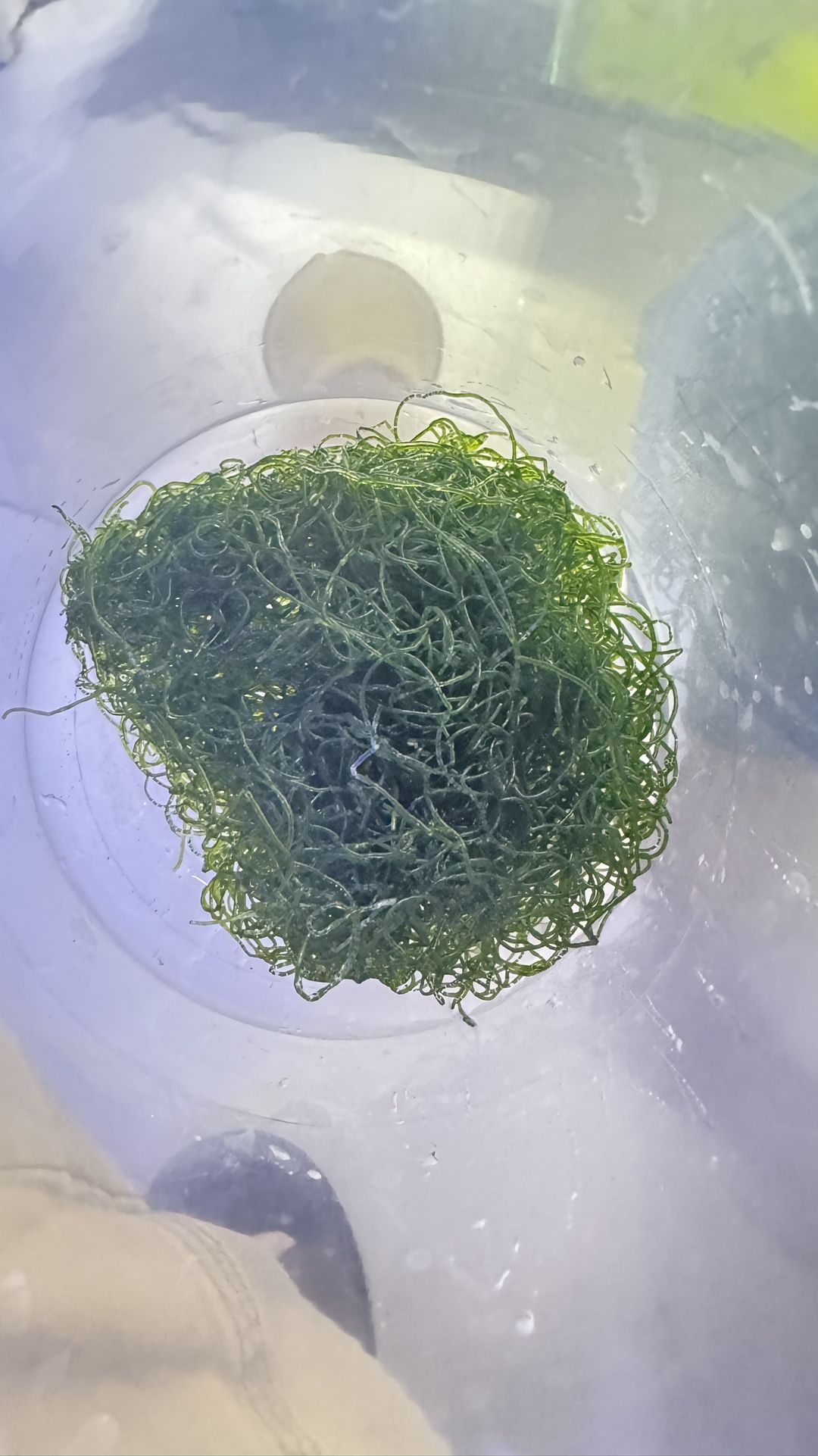 Chaeto Macro Algea Chaetomorpha