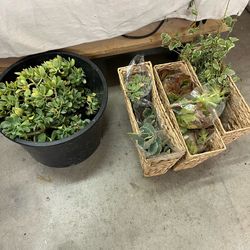 Plants Succulents