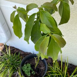 Avocado Tree