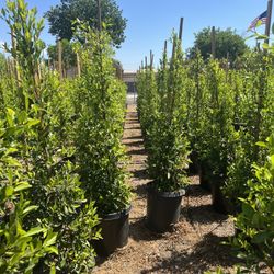 Hollywood Hedge