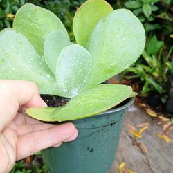 Flap Jack Kalanchoe Houseplant 