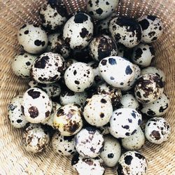 Fresh Quail Eggs!! @The_Little_Quail_Farm
