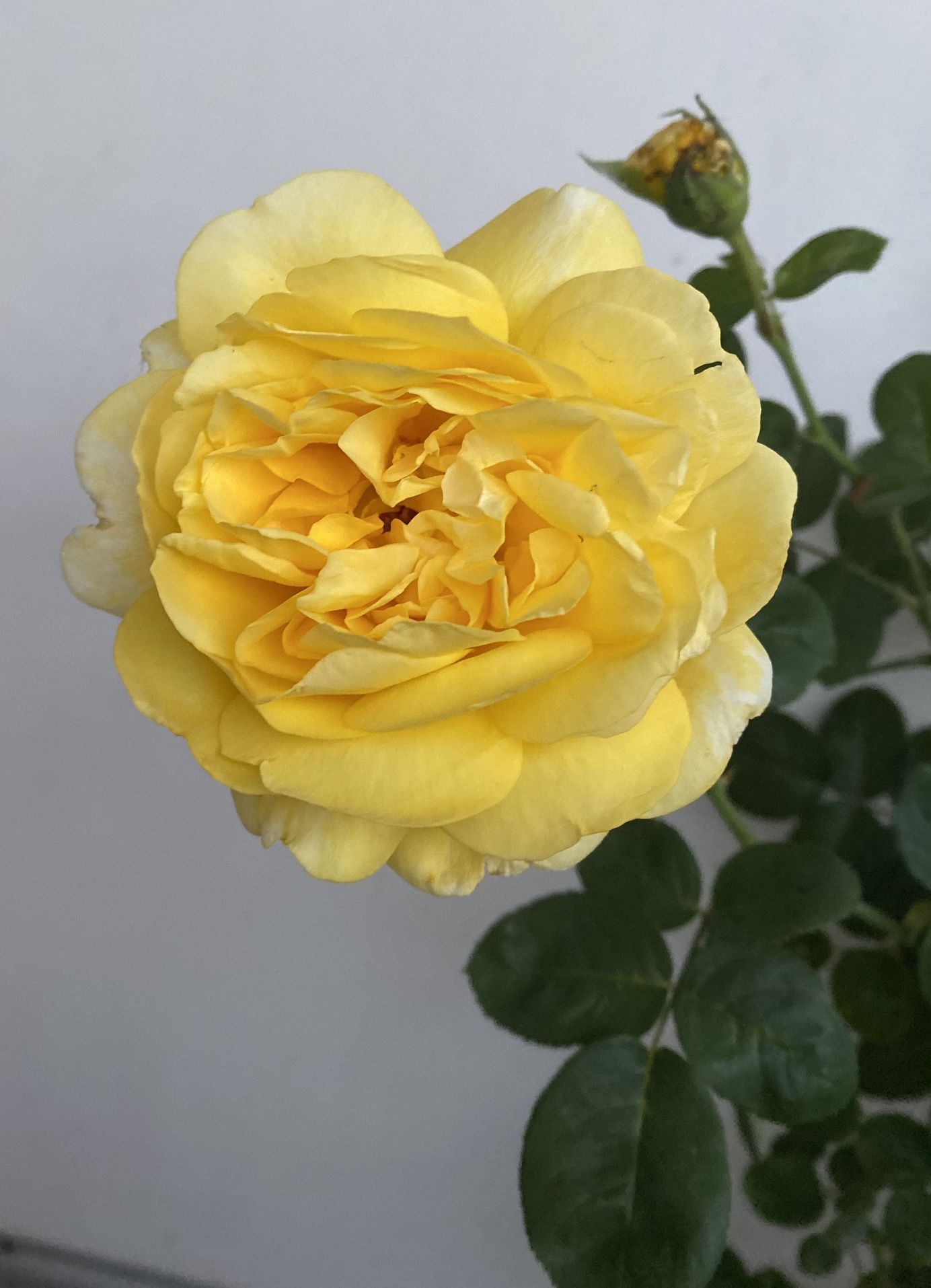 DAVID AUSTIN ROSE BUSH PLANT, BLOOMING FRAGRANT FLOWERS In 5 Gallons Pot Pick Up Only