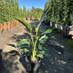 Giant Bird Of Paradise 