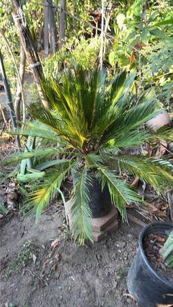 Small Palm tree