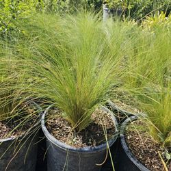 Mexican Feather Grass 
