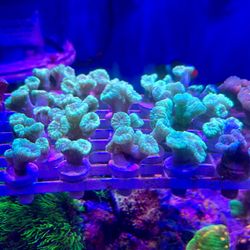 Coral frags