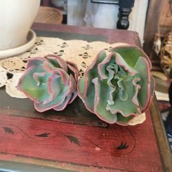 Succulents For Sale ECHEVERIA BLUE LAGOON
