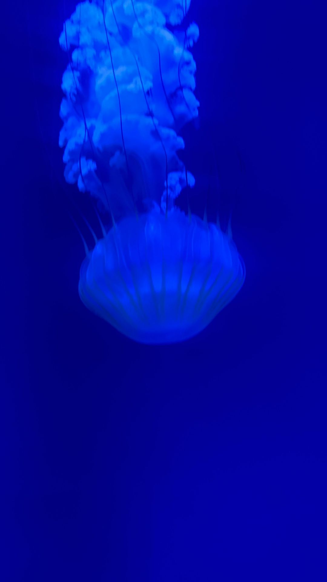 Sea World Tickets