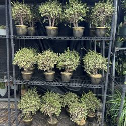 Bonsái Jade In 6” Pot. SPECIAL PRICE 🤩