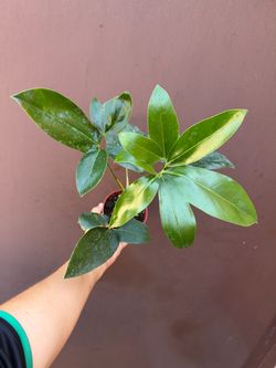 4” philodendron Goeldii