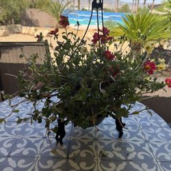 Bunny Trio Pot or Plate Holder