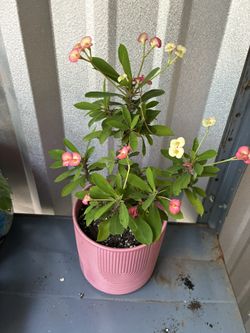 Maceta De Corona De Cristo Maceta De Seramica Muy Bonita