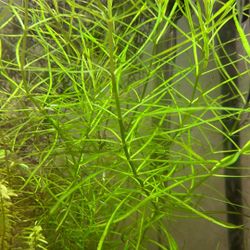 Live Aquatic Aquarium Fish tank Plants 
