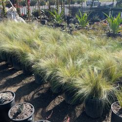 Drought Tolerant Grasses