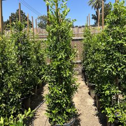 Ficus Nitida Indian Laurel Privacy Hedge
