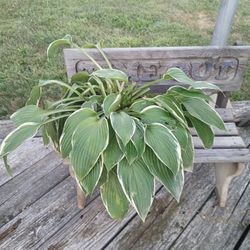 Hosta Plant