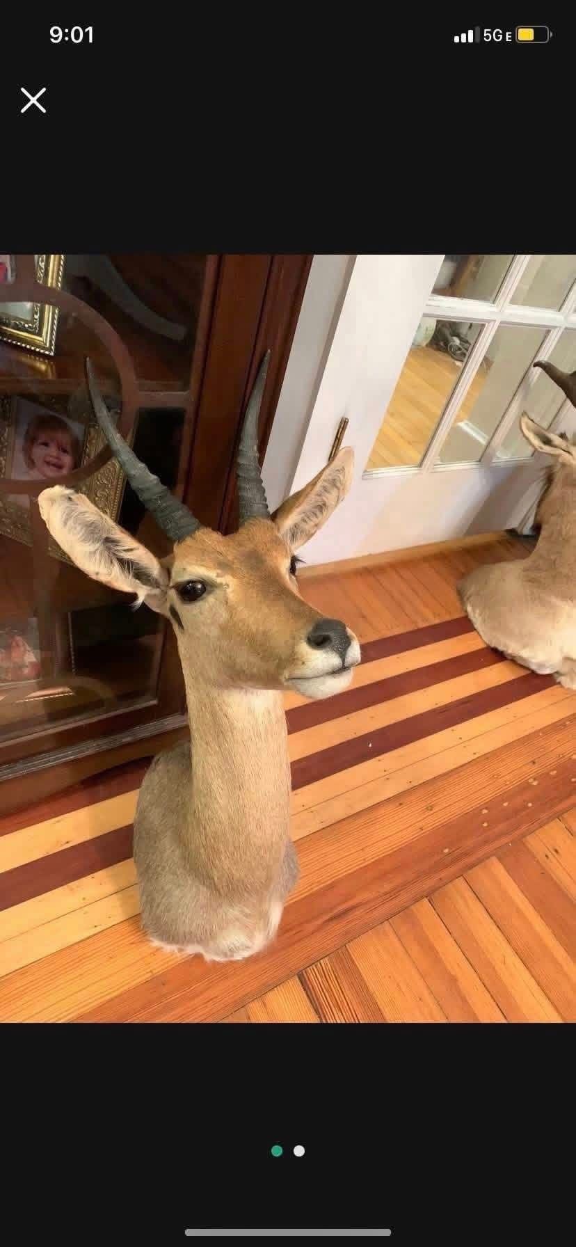 Taxidermy Reedbuck Antelope !! $300!!