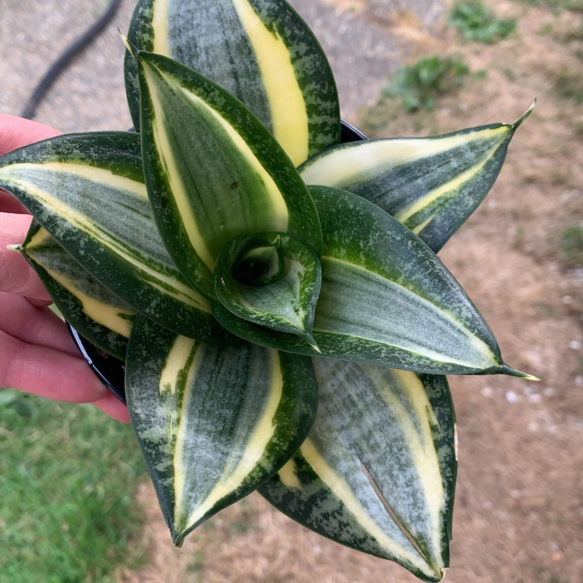 Sansiveria Birdsnest Snake Plant
