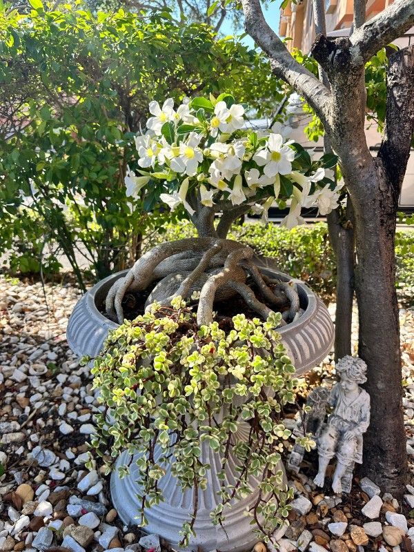 Adenium White Desert Rose
