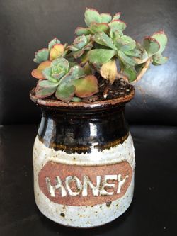 Real live succulents make great gifts