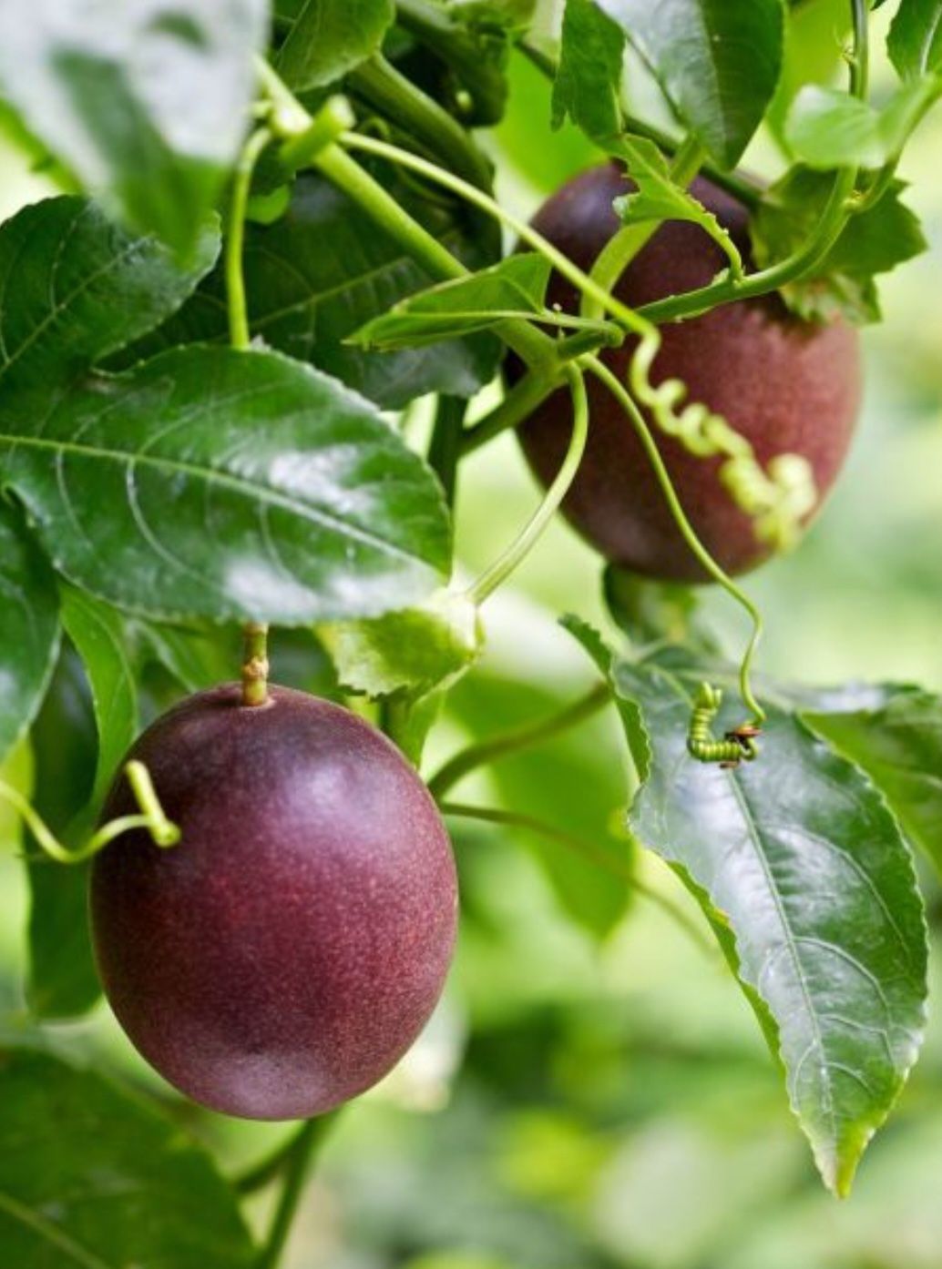 Passion Fruit Starter Plants. Pick Up In Millbrae