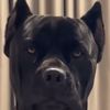 Brian