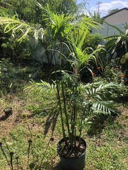 Bamboo Palms - Air Cleaning Houseplant