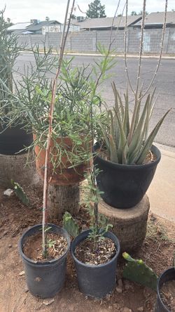 Mesquites