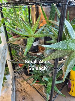Aloe plant