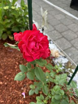 Red Rose Bush