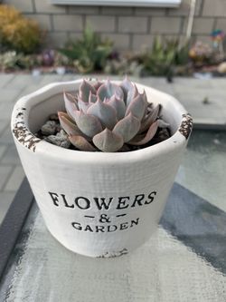 Succulent