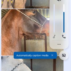 Halters