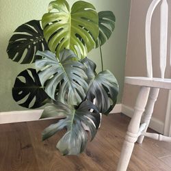 Mostera (swiss Cheese With Plant) Plant