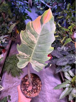 Philodendron Carmel marble w/ growth point