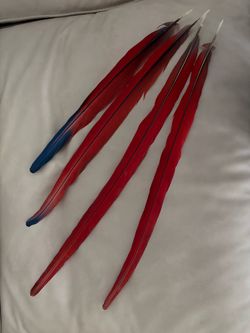 Large Red and Blue Macaw Tail Feathers