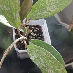 Hoya Pink Silver Ghost 