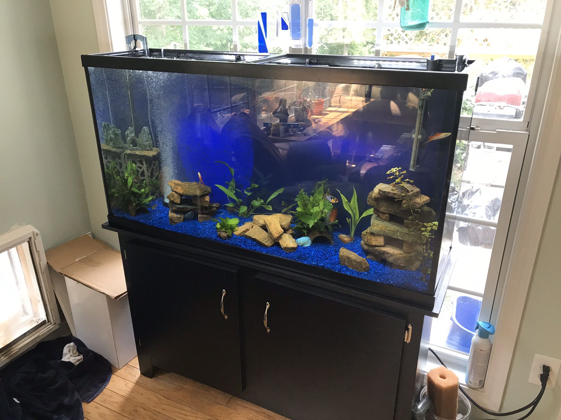 55 gallon aquarium