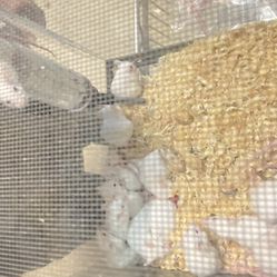 Mice all sizes good deals