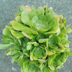 huge tree aeonium succulent Bouquet roses 8 yrs old blushing Beauty only 1