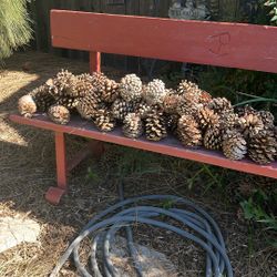 Free Pine cones For spring Crafts