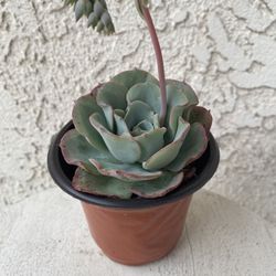 4  Inch Pot Succulent Plant - Echeveria Colorata - Red Top Queen - Rooted & Established - Drought Resistant - 🪴