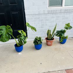 Plans For Sale 20 Each 